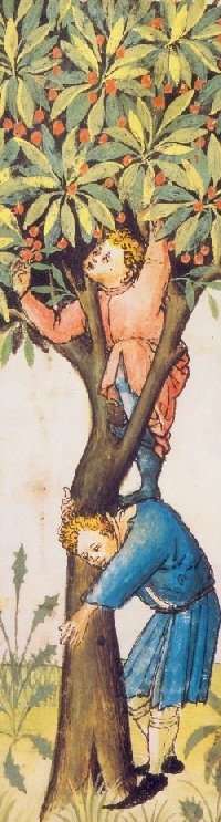 arbre2.jpg